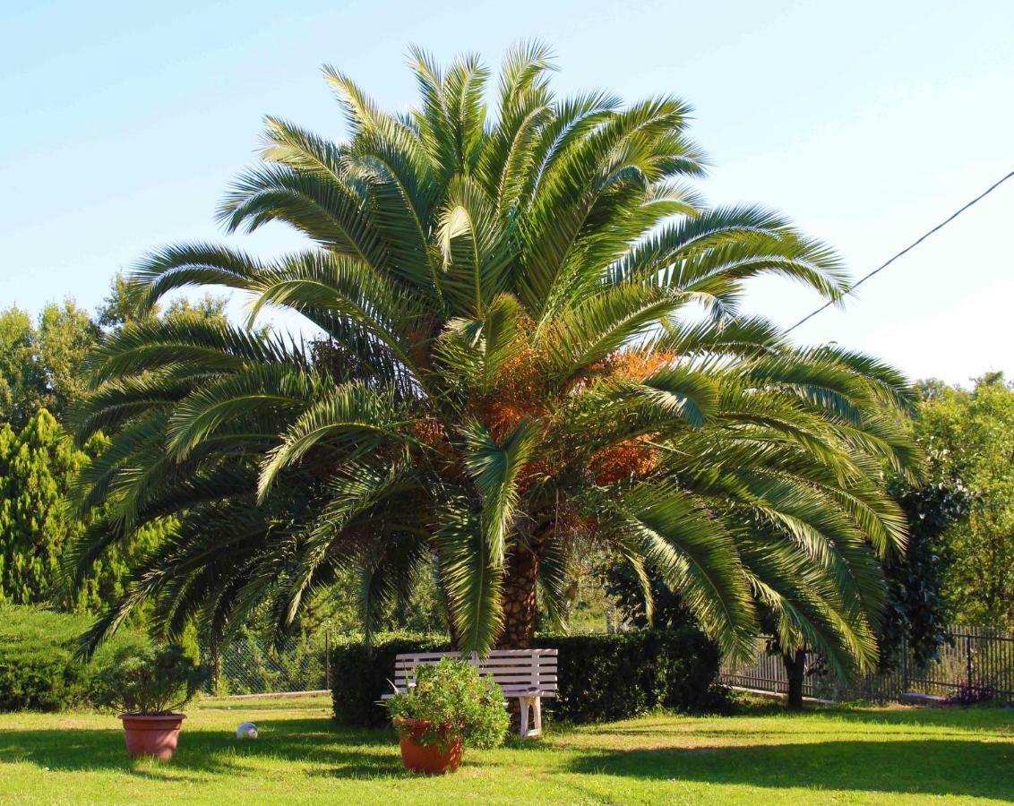Bed and Breakfast Il Roseto Di Daniela Montefiascone Exterior foto